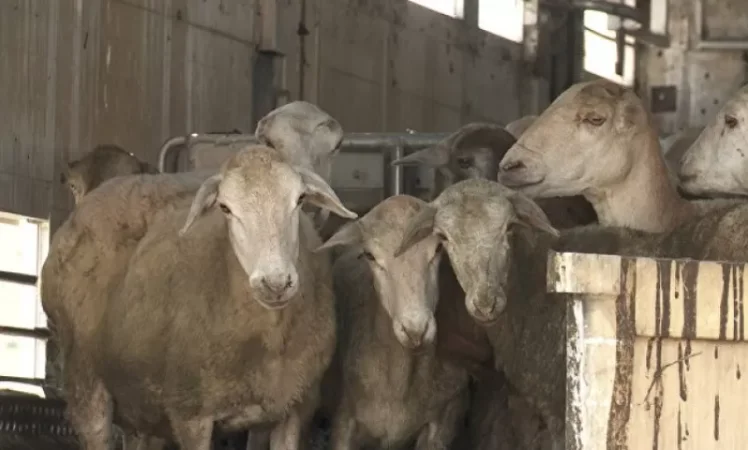 Ոչխարաբուծության ոլորտը կաթվածահար է եղել