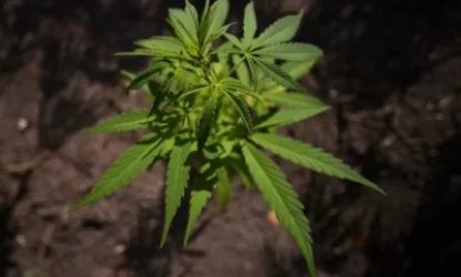 Շոու բիզնեսի ներկայացուցիչները մարիխուանան օրինականացնող նախագի՞ծ կներկայացնեն. Ժամանակ