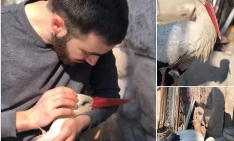 Արմավիրում արագիլի վրա են կրակել