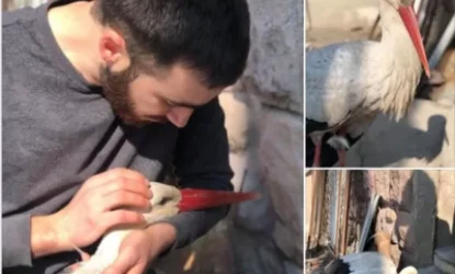 Արմավիրում արագիլի վրա են կրակել