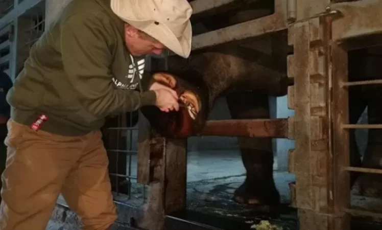 «Կնքահայրը» «պեդիկյուր» է արել Երևանի կենդանաբանական այգու Բունկա փղիկին