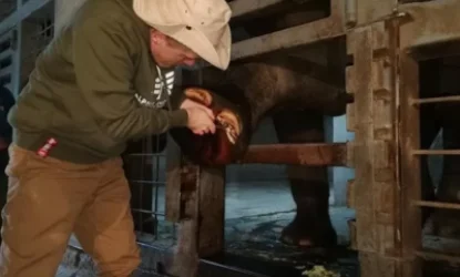 «Կնքահայրը» «պեդիկյուր» է արել Երևանի կենդանաբանական այգու Բունկա փղիկին