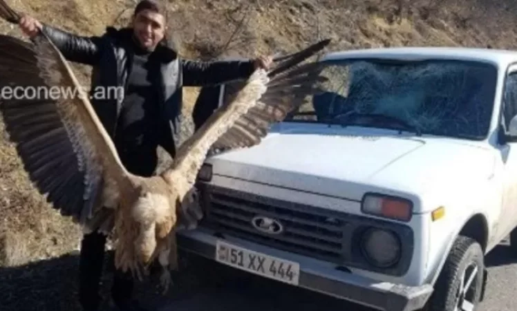 Սպիտակագլուխ անգղին սպանած քաղաքացիները  ներկայացել են ոստիկանություն