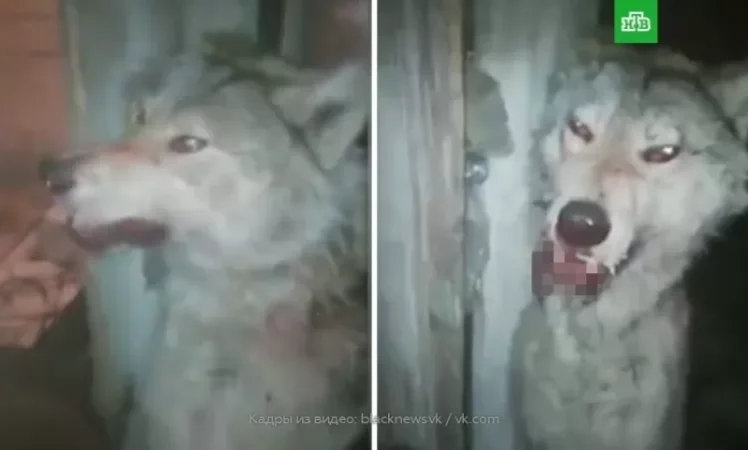 Ռուսաստանում գայլը վնասել է 4 տղամարդու