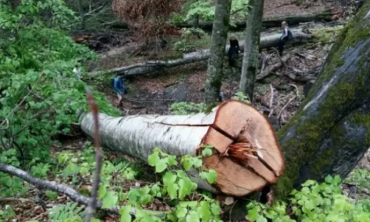 Բենզասղոցով կտրել և գողացել է բերքատու ծառեր. Վնասը կազմել է 1 մլն դրամ