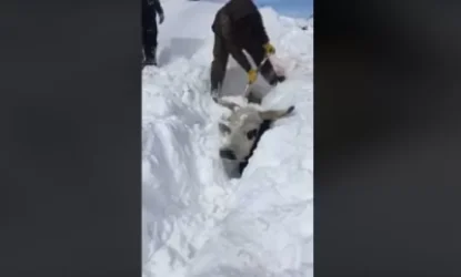 ԱՄՆ-ում ուժեղ ձնաբքից հետո բազմաթիվ տնային կենդանիներ հայտնվել են ձյան «թակարդում»