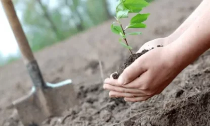 Քաղաքապետարանը երևանցիներին հրավիրում է ծառատունկի