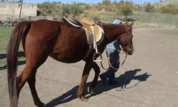 Քաղաքացու ձիերը գողացել են և մեկ այլ գյուղում մորթել. ոստիկանություն