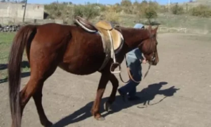 Քաղաքացու ձիերը գողացել են և մեկ այլ գյուղում մորթել. ոստիկանություն