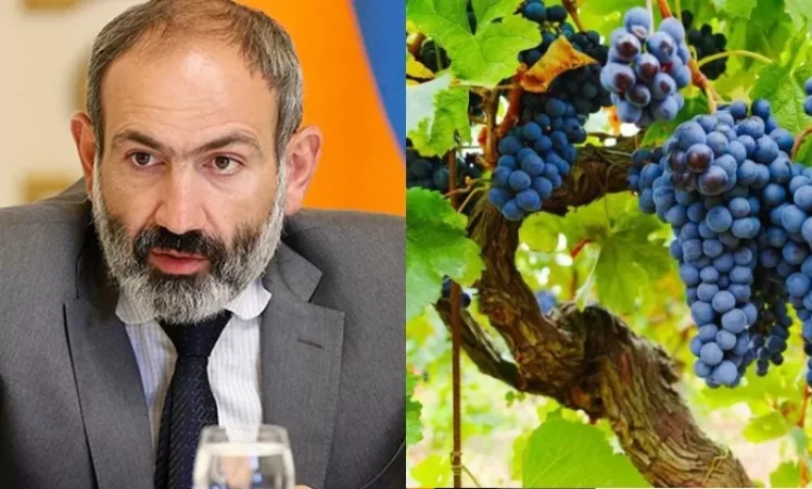 Երևանի կոնյակի գործարանը այս տարի 2000 տոննայով ավելի խաղող կմթերի. Փաշինյան