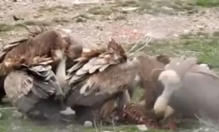Eagles Feeding on Dog Carcass in Wildlife Conservation Area