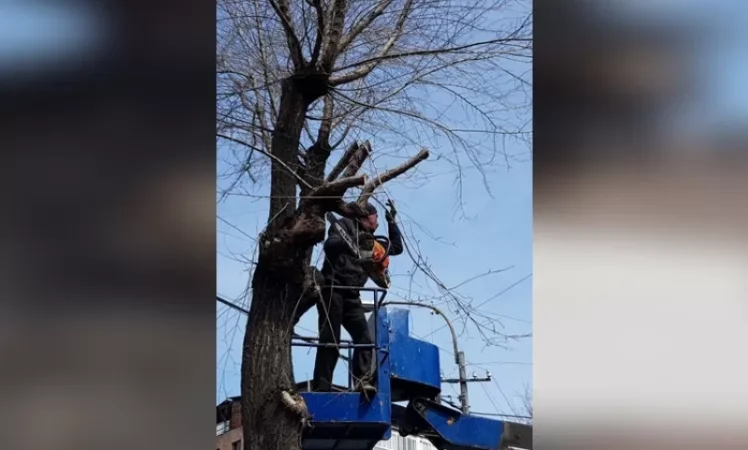PHOTOS: Spring Again, Massive Stumps Instead of Trees – Why Deep Pruning is Happening