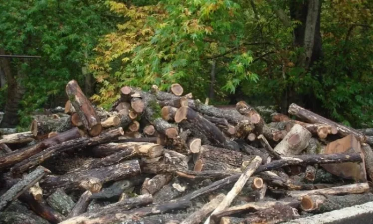 Ապօրինի ծառահատման դեպք Իջևանում