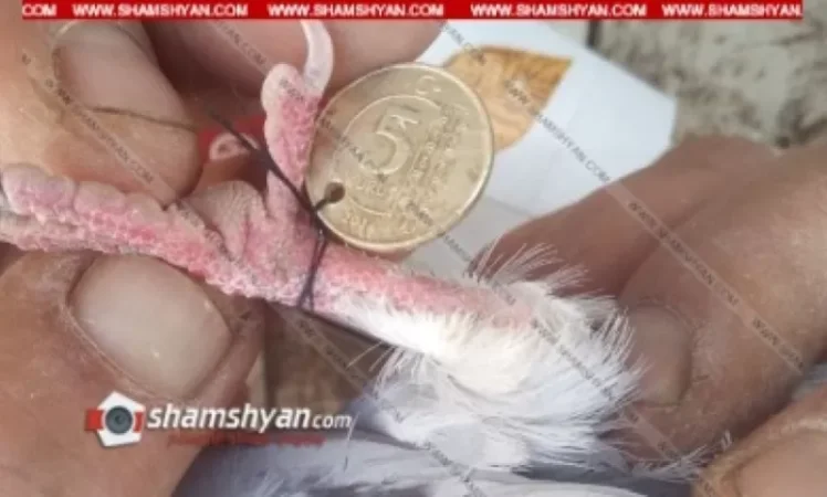 Սահմանամերձ գյուղի բնակիչն իր աղավնիների մեջ հայտնաբերել է այլ աղավնիներ՝ ոտքերին կապված թուրքական փող