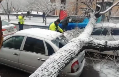 ՏԵՍԱՆՅՈՒԹ. Երևանի կենտրոնում հսկայական ծառն  ընկել է երթևեկող ավտոմեքենաների վրա