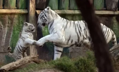 ՏԵՍԱՆՅՈՒԹ. Ռուսաստանում հային պատկանող կենդանաբանական այգում վագրը միանգամից 5 ձագ է ունեցել