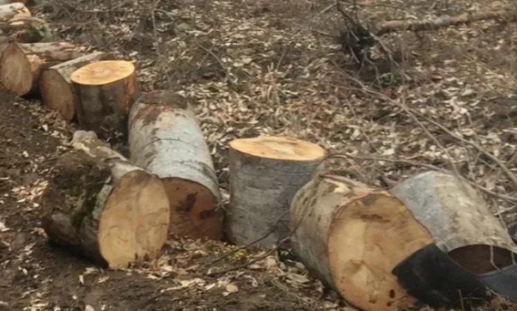 Փորձել են կանգնեցնել փայտանյութով բեռնված «ՈւԱԶ»-ը, բայց վարորդը փախուստի է դիմել