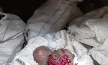 Գնորդ չկա. Շիրակի մարզում 1500 տոննա բազուկն ու 150 տոննա գազարը նեխում է