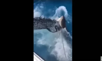 ՏԵՍԱՆՅՈՒԹ. Քաղցած, հսկա շնաձուկը  սարսափեցրել է ձկնորսին