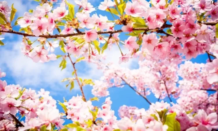 Առաջիկա օրերի  եղանակը ՀՀ տարածքում