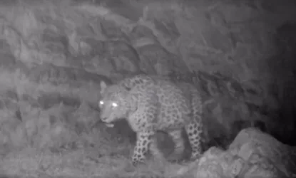 Վայոց Ձորում ընձառյուծ է կրկին տեսանկարահանվել