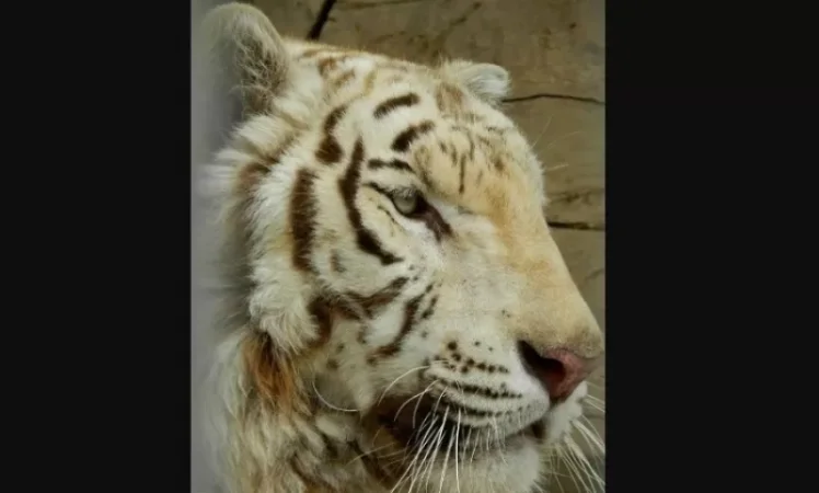 Եվս մեկ կորուստ Կենդանաբանական այգում. Ինչու է սատկել Բինգո անունով վագրը