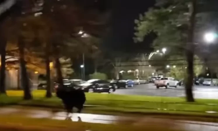 Video: Bear Roaming in Schenectady, USA