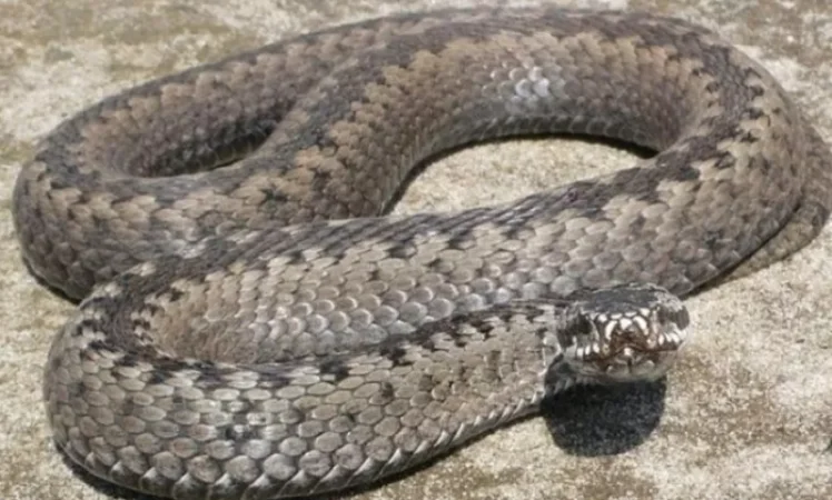 Շերամի փողոցի տներից մեկում օձ են բռնել