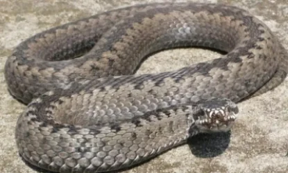 Շերամի փողոցի տներից մեկում օձ են բռնել