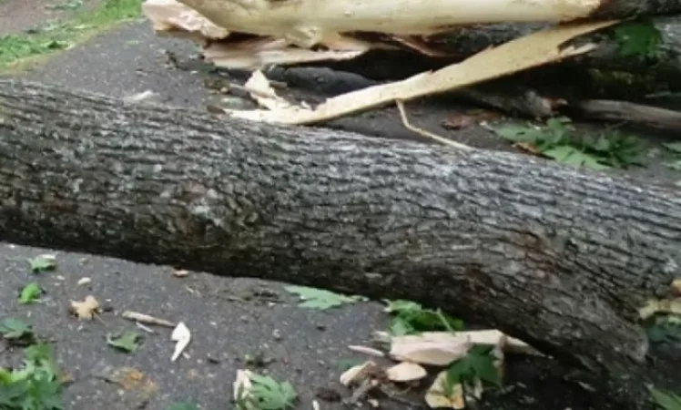 Ուժեղ քամուց բարդիների ճյուղերը պոկվել, փակել են մայրուղին