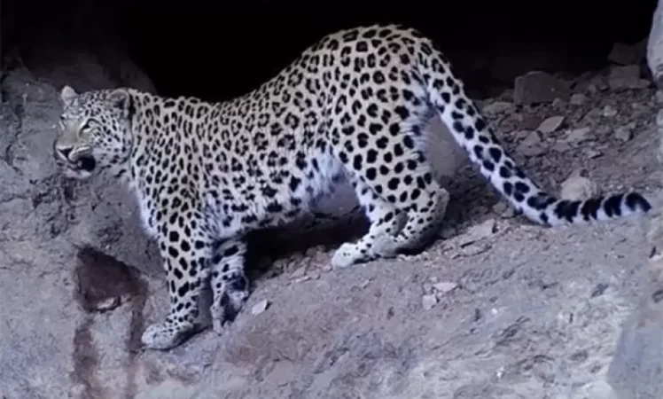 100 մլն դրամով կտուգանվեք Կովկասյան ընձառյուծ որսալու դեպքում