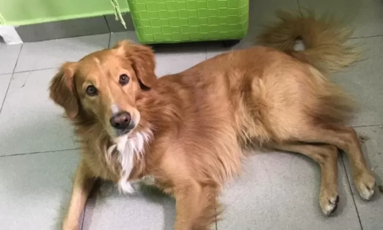 Attention: Let's Help Find the Dog