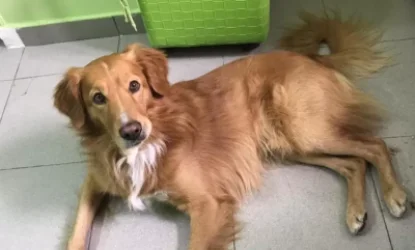 ՈՒՇԱԴՐՈՒԹՅՈՒՆ․ Օգնենք գտնել շանը