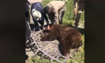 ՏԵՍԱՆՅՈՒԹ. Մասնավորի մոտ պահվող հերթական գորշ արջի փրկումը