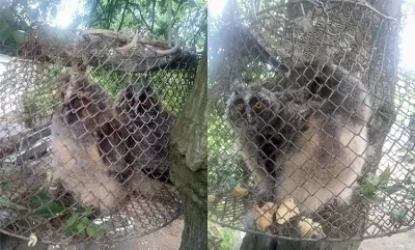 Ահազանգ պատկան մարմիններին. ՖԲ-ում վայրի թռչնի` բուի ձագերեն են վաճառում