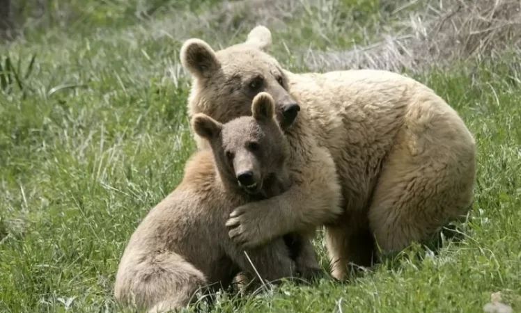 Video: Dasha the Bear and Her Cubs Released into the Wild in Armenia
