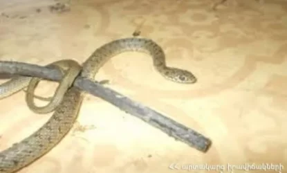 Փրկարարները բռնել են 1 շահմար, 3 սահնօձ, 1 գյուրզա, 1 ջրային տեսակի օձ