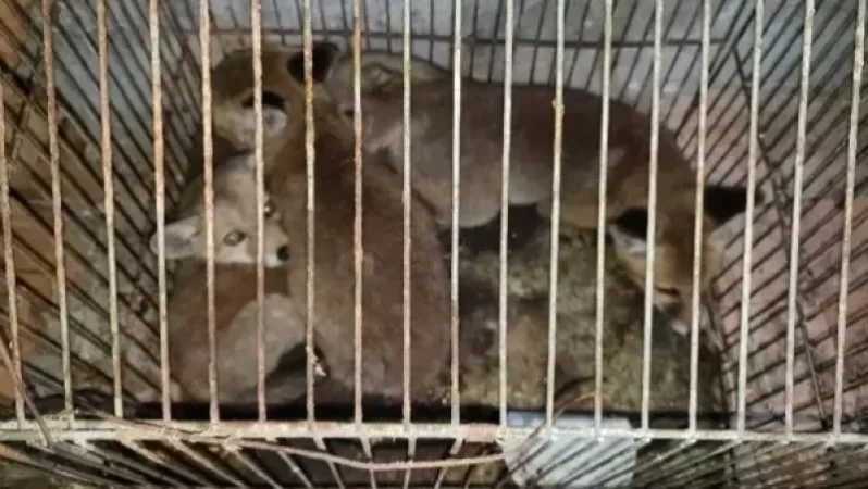 ԱՀԱԶԱՆԳ․ վաճառվում են գողացված աղվեսի ձագեր