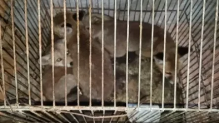 ԱՀԱԶԱՆԳ․ վաճառվում են գողացված աղվեսի ձագեր