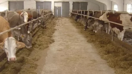 Անասնաբուծությունը բավականին լուրջ անկում է ապրել. Ժողովուրդ