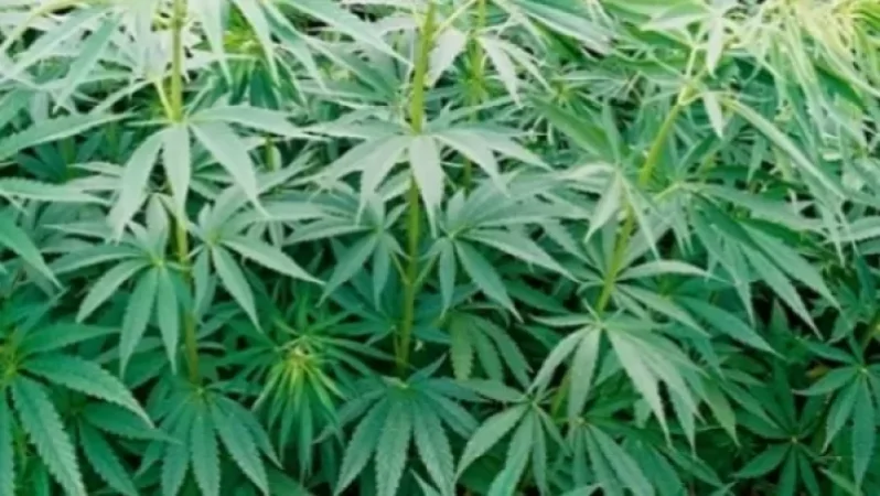 Զոքանչի հողամասում կանեփ է աճեցրել