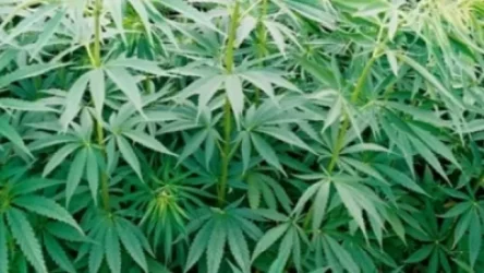 Զոքանչի հողամասում կանեփ է աճեցրել