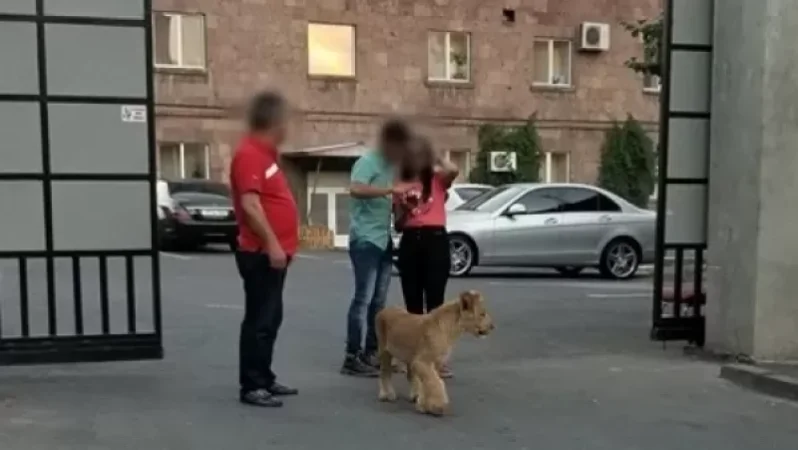 Photos: 'It's on my territory, I'm keeping it' – A lion wandering the streets of Yerevan