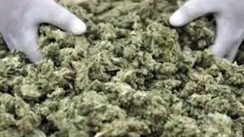 Քրեակատարողական հիմնարկում 644 գրամ կանեփ է հայտնաբերվել