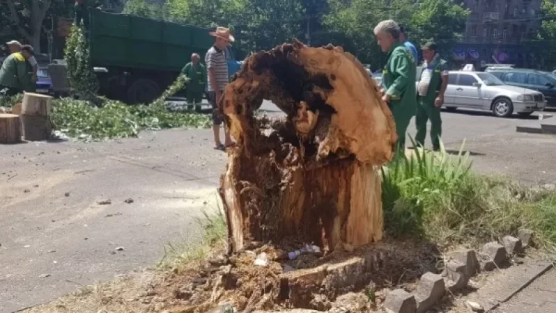 Մատենադարանի հարևանությամբ 3 հաստաբուն ծառ է հատվել
