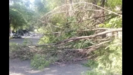 Կոնսերվատորիայի մոտ ծառը թեքվել է. առկա է ընկնելու վտանգ. Մեկ այլ վայրում ծառի ճյուղն ընկել ու փակել է ճանապարհը