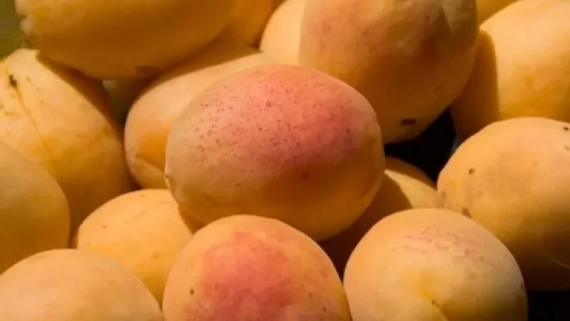 Հայկական ընկերությունը կարանտինի տակ գտնվող 58 տոննա ծիրան է արտահանել ՌԴ