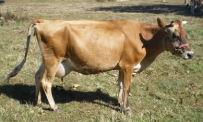 Հայաստանի մարզերում դաբաղը գլուխ է բարձրացրել․ Պապոյանը հերքում է՝ ֆերմերները պնդում