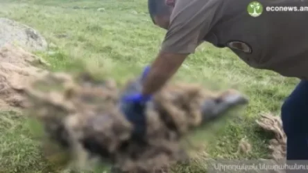 ՏԵՍԱՆՅՈՒԹ. Կտրված թաթեր և ատամներ. կարմիրգրքյան արջը սնահավատության զոհ է դարձե՞լ. econews.am