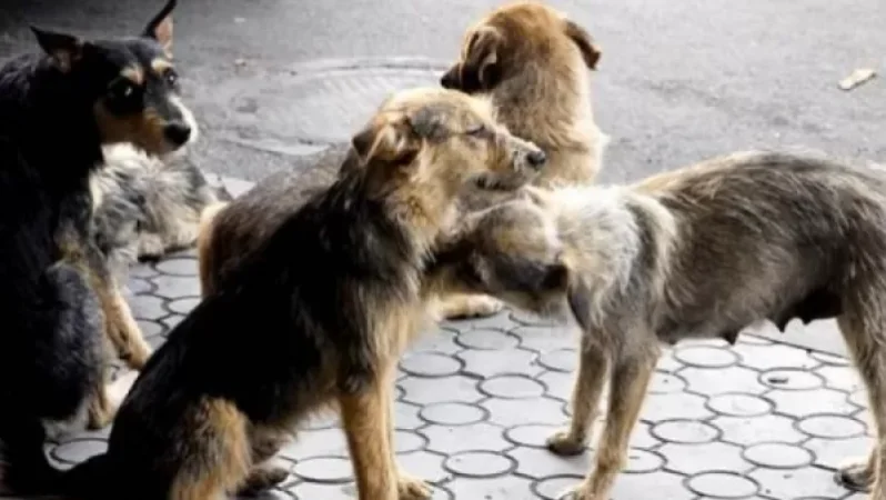 VIDEO: 20 Stray Dogs Euthanized